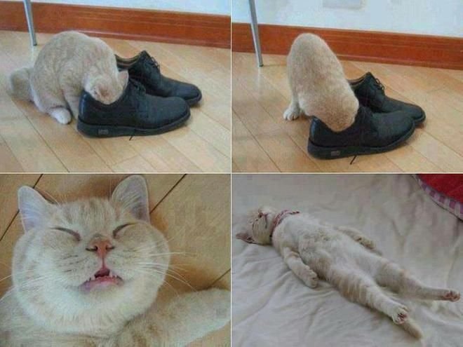 Рабочий день котэ