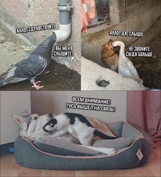 Собака Гусь не звоните сюда больше