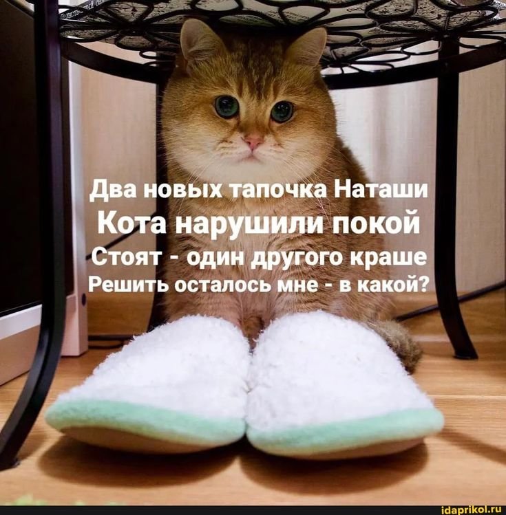 Кошка в тапочках