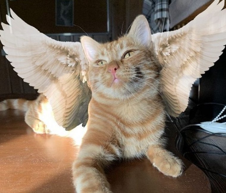 Симба пимпочка старший