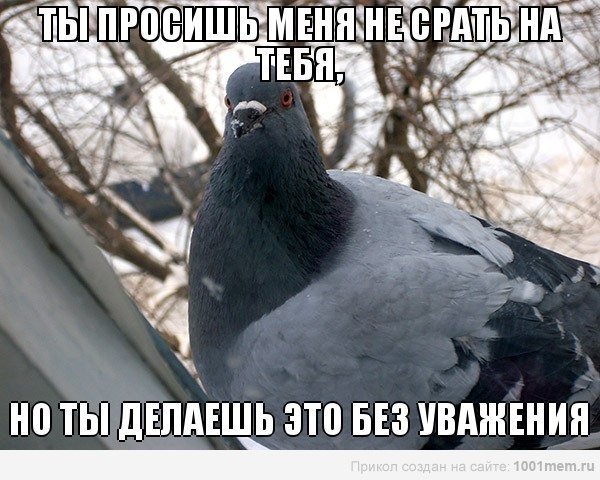 Мемы с голубями