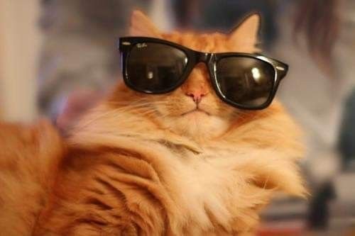 Кот в солнечных очках