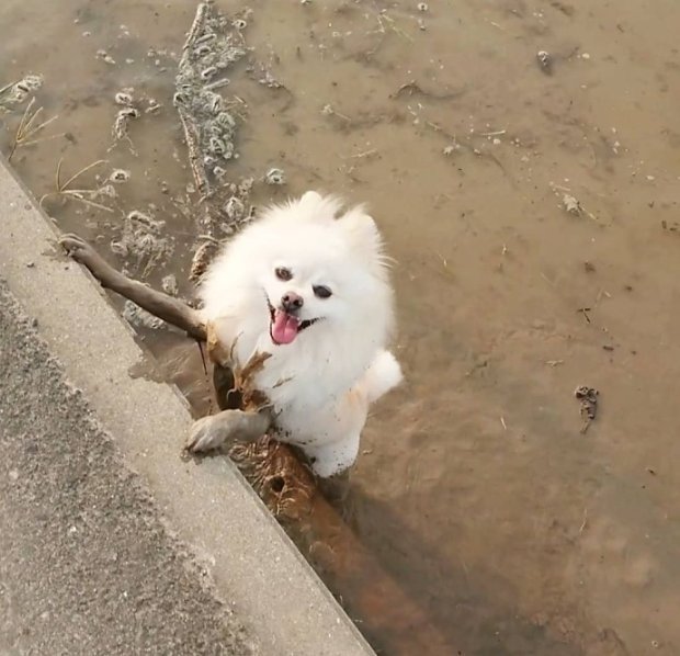 Белый шпиц страшный