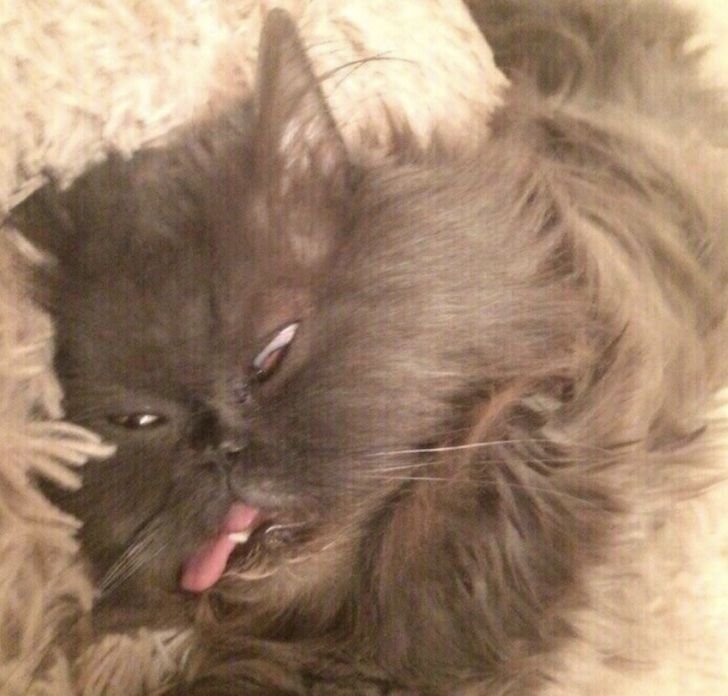 Кот проснулся Мем