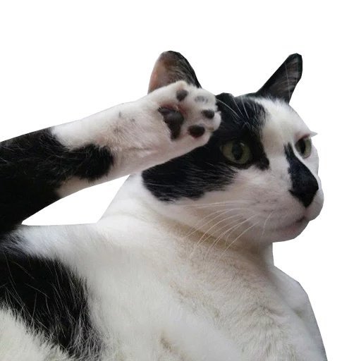 Кот отдает честь Мем