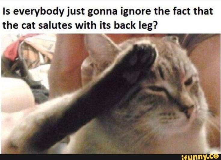 Кот воинское Приветствие