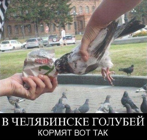 Шутки про голубей