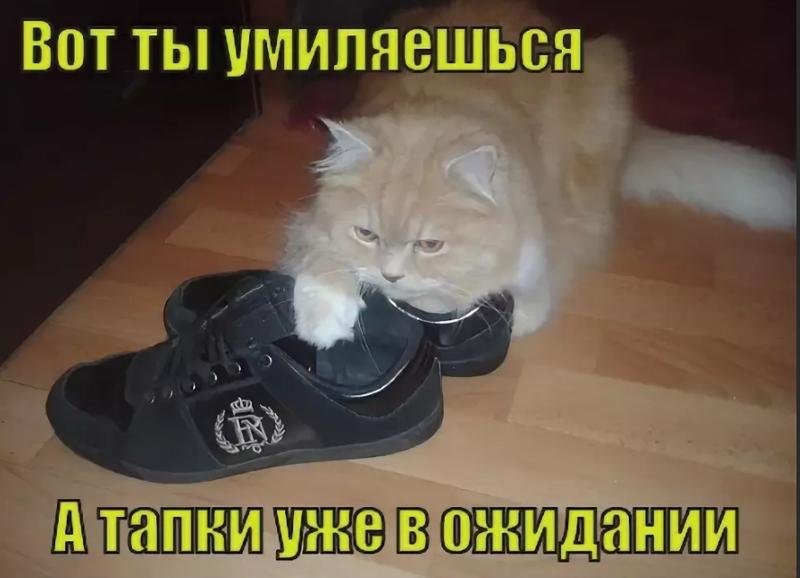 Смешные тапки