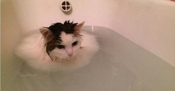 Мокрый кот в ванне