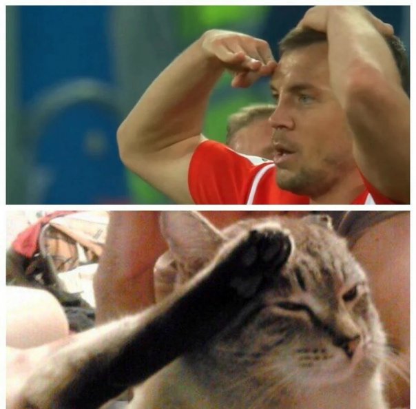 Кот отдает честь мес