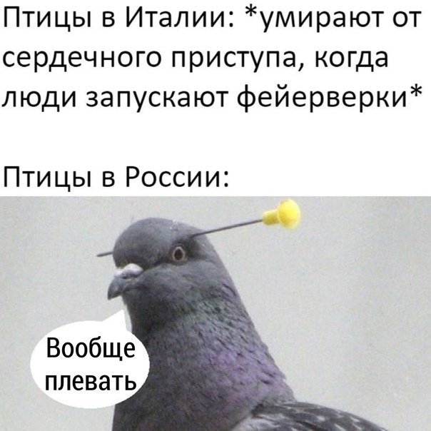 Мемы с голубями