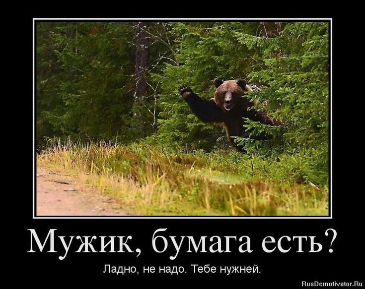 Шутки про медведя