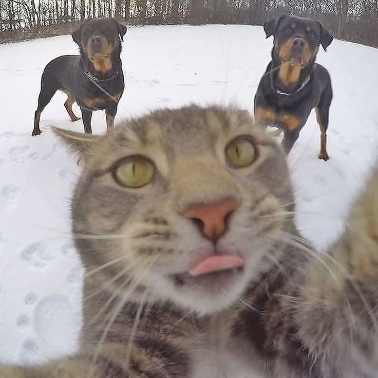 Селфи кота Мэнни