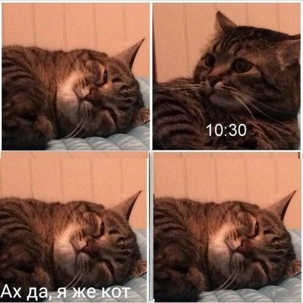 Кот понедельник Мем
