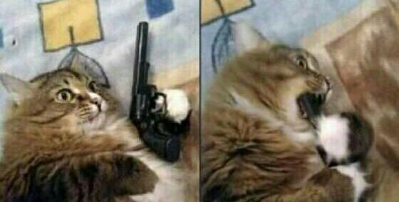 Кот с пистолетом