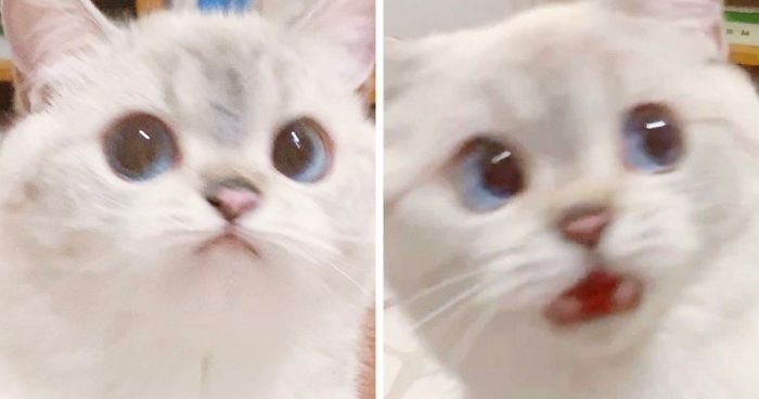 Напуганный кот Мем