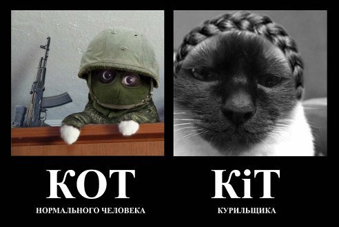 Вежливые люди и котики