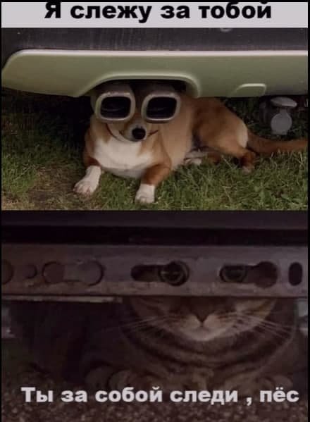 Собака следит за тобой