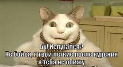С бикукле котом