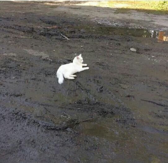 Белый кот в луже