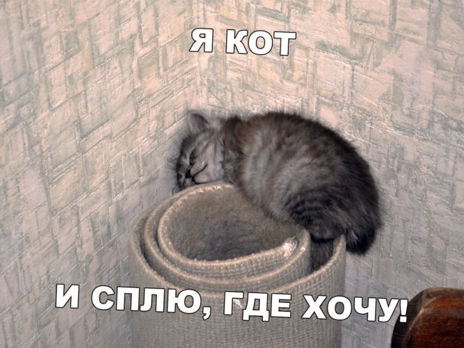 Котик собирается спать
