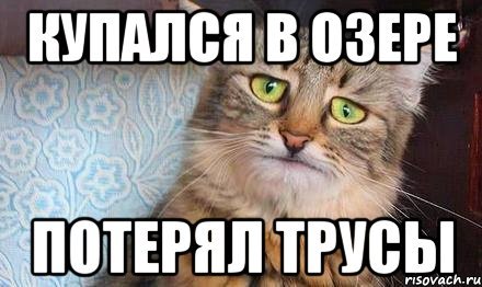 Связь потеряна кот Мем