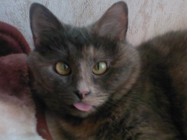 Кот сигнал потерян фото