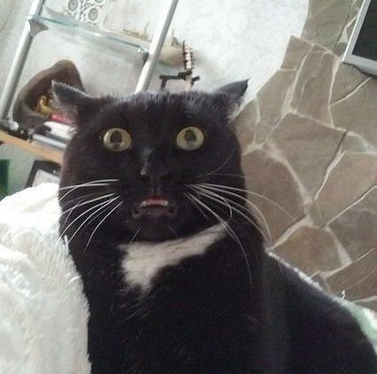 Котик сигнал потерян