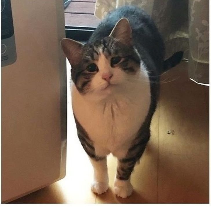 Кот заходи хоть иногда