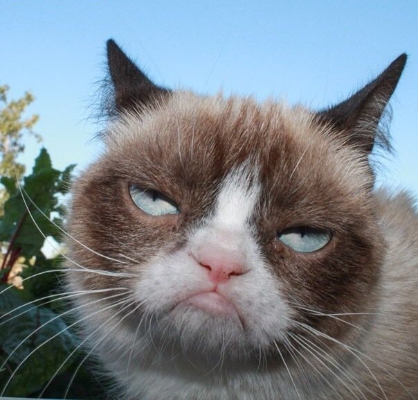 Угрюмый кот