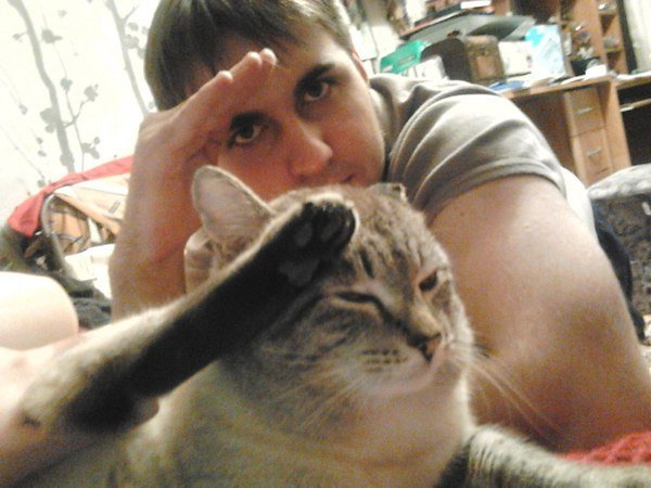 Честь Мем кот