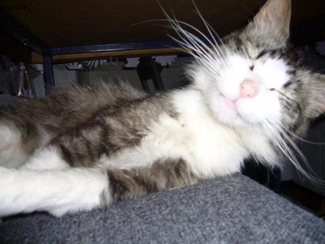 Кота разбудили