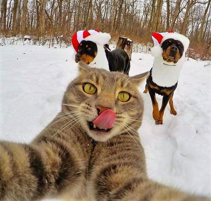 Забавные селфи котов