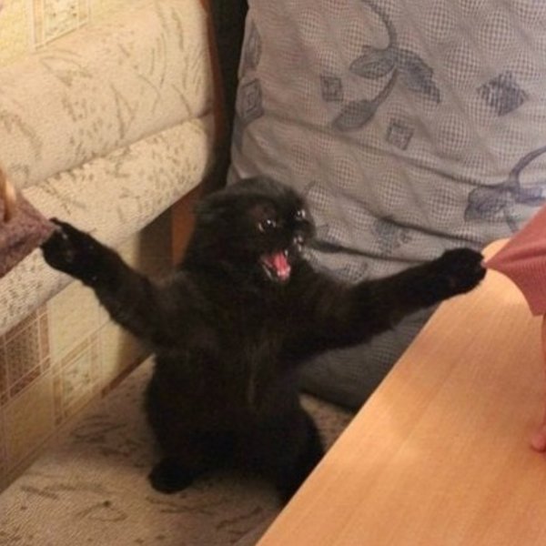 Смешной кот с пистолетом