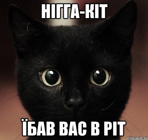 Мемы с черными котами