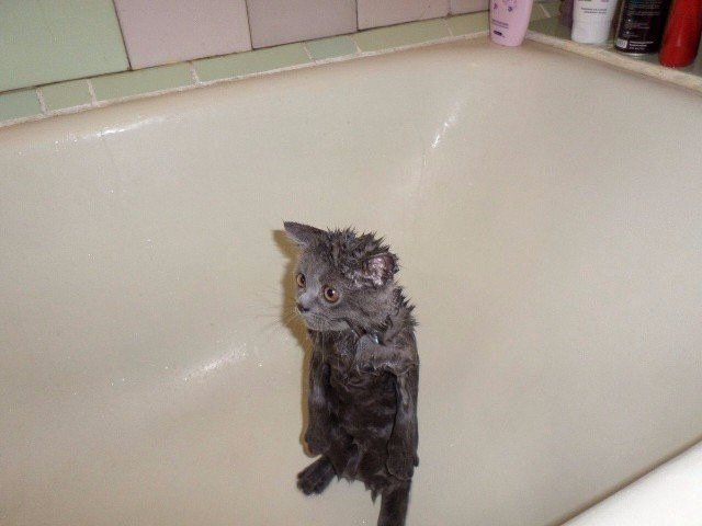 Котенок под душем