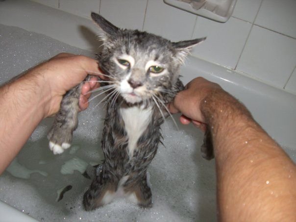 Коты моются
