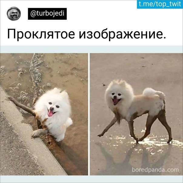 Собака с грязными лапами шпиц