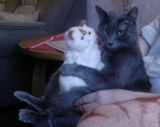 Мемы про кошек и котят