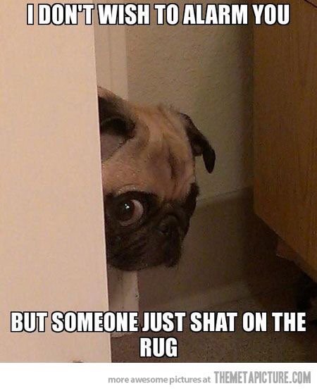 Мопс выглядывает из за угла