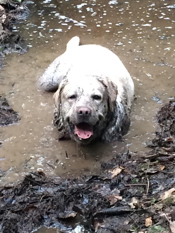 Лабрадор ретривер грязный