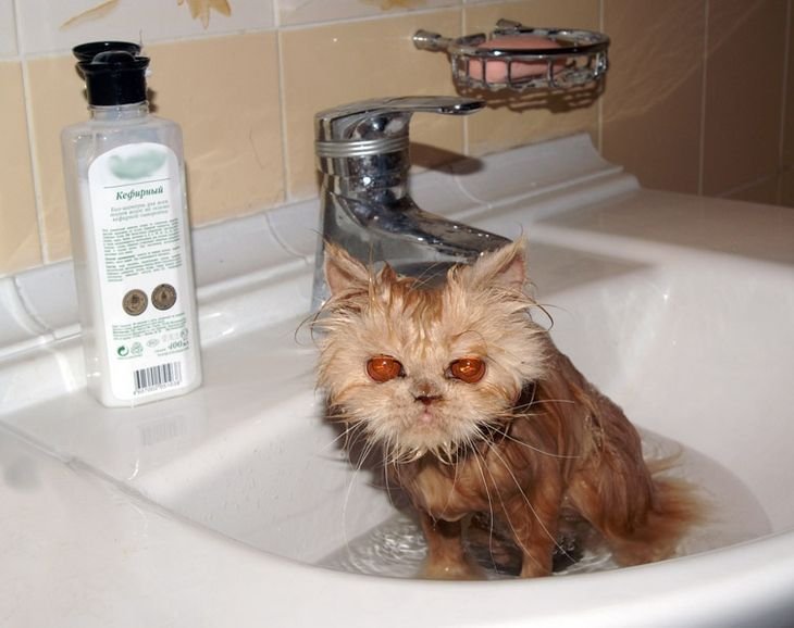 Мокрая кошка