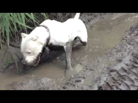 Белая собака в грязи