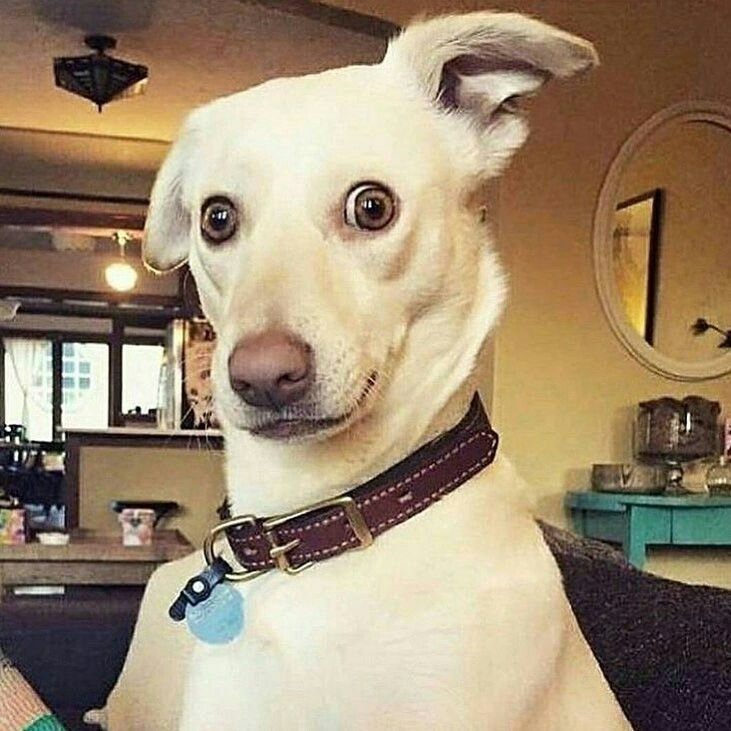 Сумасшедшие собаки