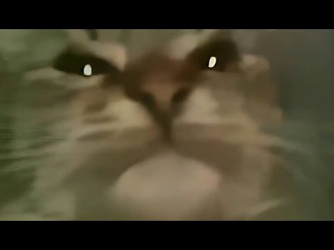 Киты маму МАФ