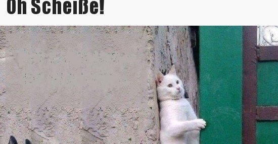 Кот прячется за углом