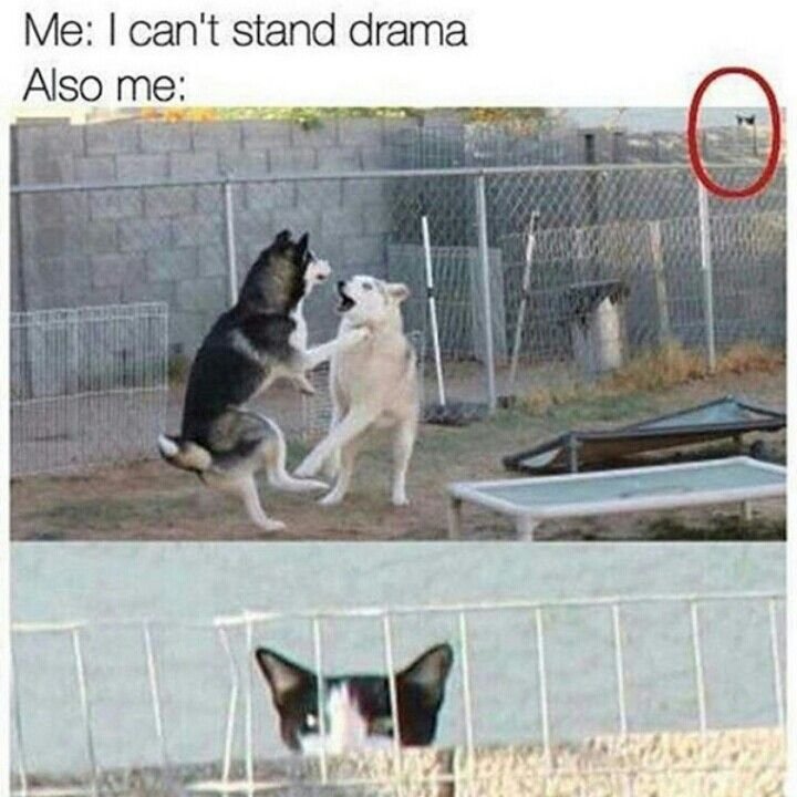 Мем с двумя собаками