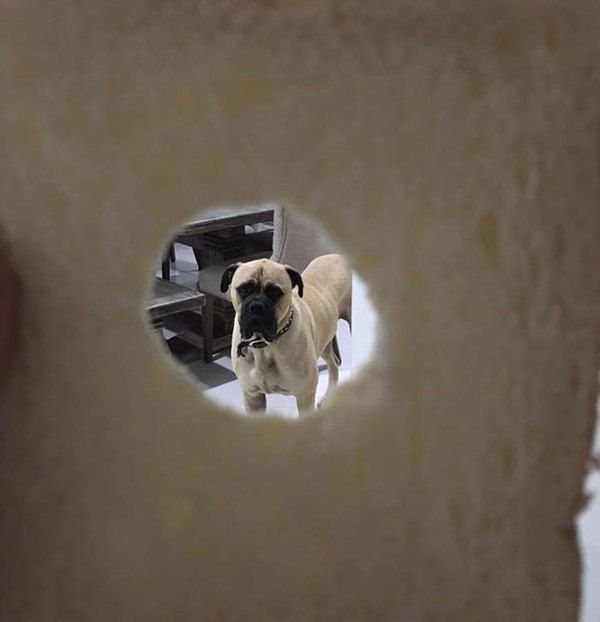 Собака наблюдака фото