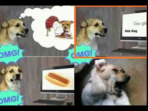 Хот дог Мем с собакой