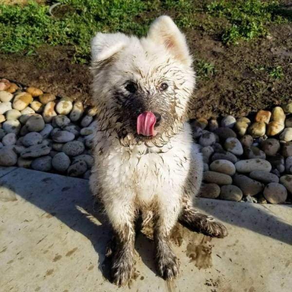 Грязная белая собака